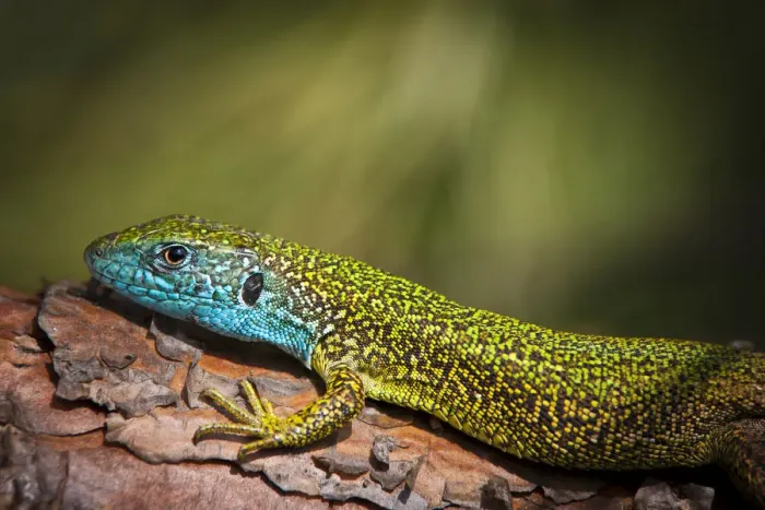 Framed Print : Eastern Green Lizard -Lacerta viridis-, male, Brandenburg, Brandenburg, Brandenburg, Germany Framed Print : Eastern Green Lizard -Lacerta viridis-, male, Brandenburg, Brandenburg, Brandenburg, Germany