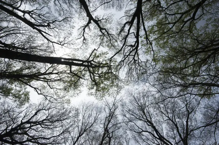 Framed Print : Eastern hardwood forest canopy in early spring