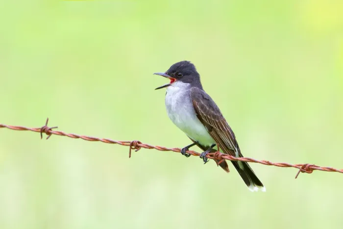Framed Print : Eastern kingbird