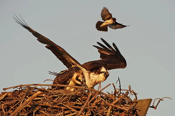 Eastern kingbird attacking osprey at nest
