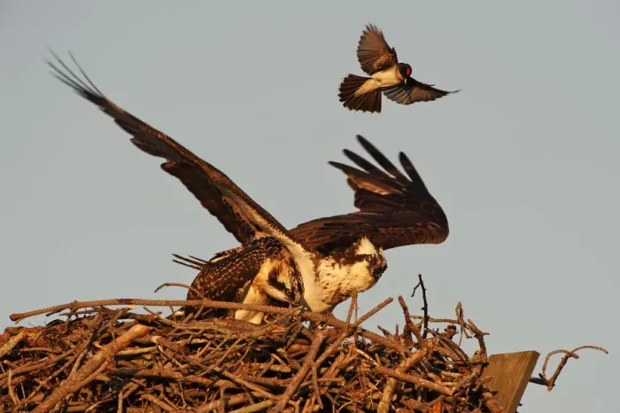 Framed Print : Eastern kingbird attacking osprey at nest