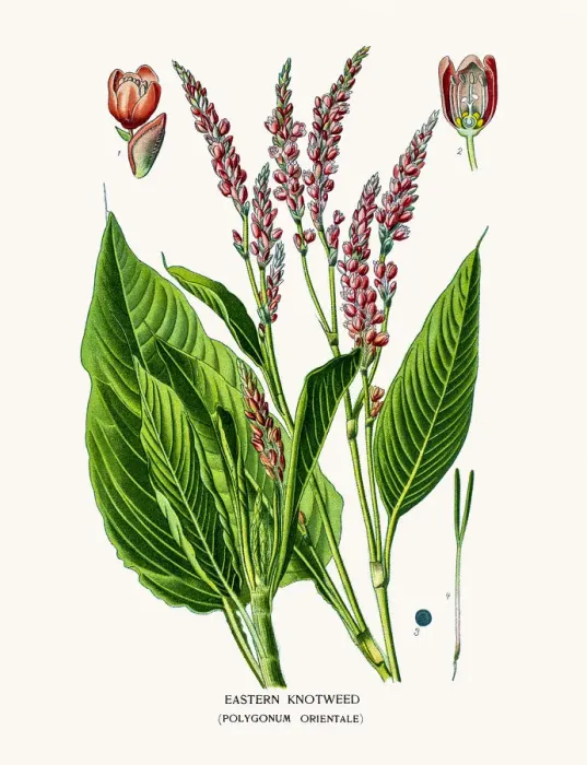 Framed Print : Eastern knotweed Framed Print : Eastern knotweed