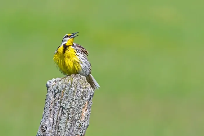 Framed Print : Eastern Meadowlark Framed Print : Eastern Meadowlark