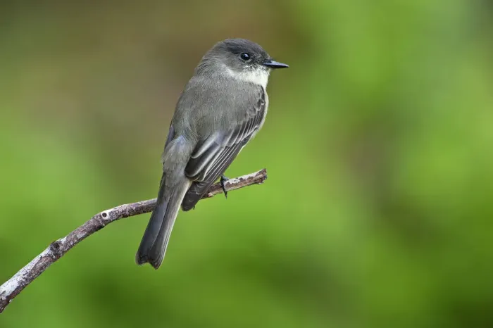 Framed Print : Eastern phoebe in early autumn Framed Print : Eastern phoebe in early autumn