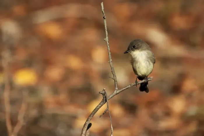 Framed Print : Eastern phoebe in late October