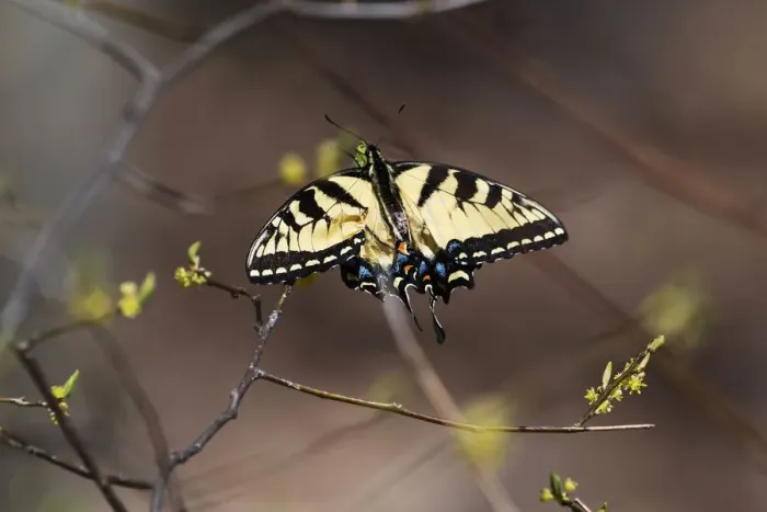 Framed Print : Eastern tiger swallowtail in early spring Framed Print : Eastern tiger swallowtail in early spring
