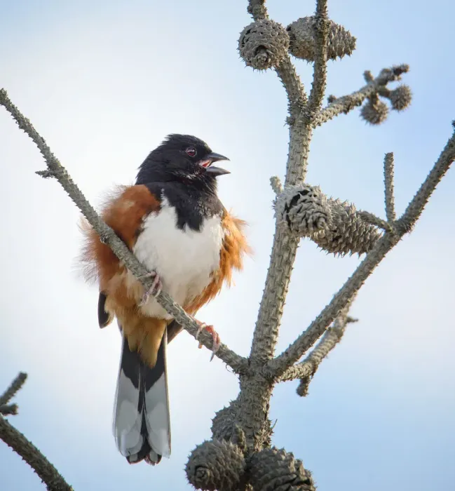 Framed Print : Eastern Towhee in Pines at Fire Island Lighthouse Framed Print : Eastern Towhee in Pines at Fire Island Lighthouse