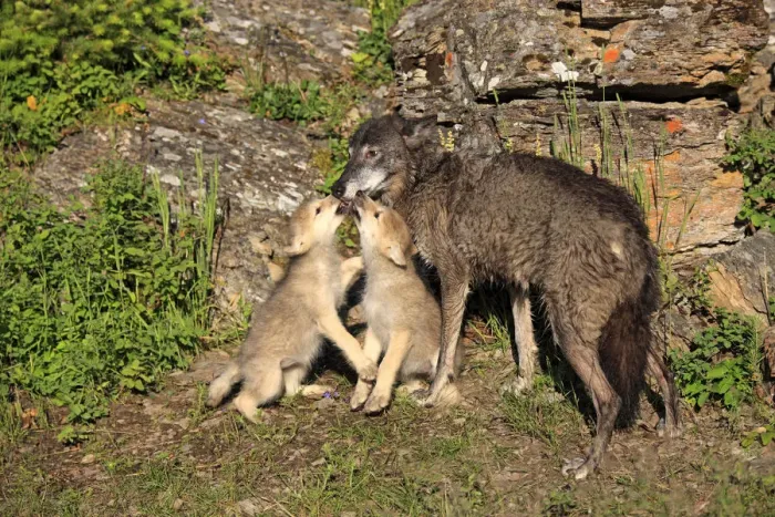 Framed Print : Eastern Wolf -Canis lupus-, female with a begging pups, eight weeks, captive, Montana, United States Framed Print : Eastern Wolf -Canis lupus-, female with a begging pups, eight weeks, captive, Montana, United States