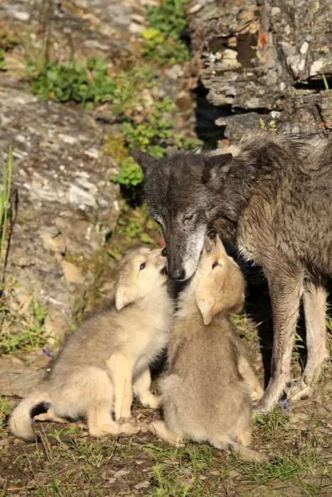 Framed Print : Eastern Wolf -Canis lupus-, female with a begging pups, eight weeks, captive, Montana, United States Framed Print : Eastern Wolf -Canis lupus-, female with a begging pups, eight weeks, captive, Montana, United States