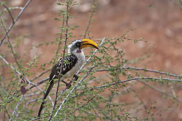 Eastern Yellow-billed Hornbill -Tockus flavirostris-, Samburu National Reserve, Kenya, East Africa, Africa, PublicGround