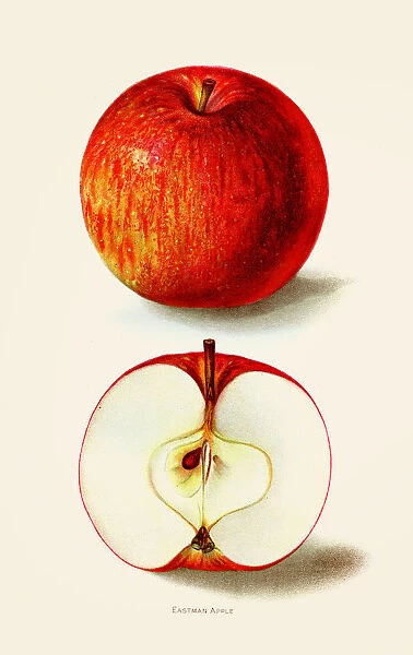 Eastman apple illustration 1892