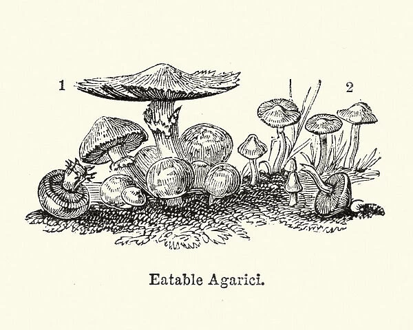 Eatable Agaricus mushrooms