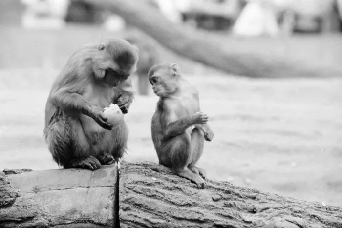 Framed Print : Eating Monkey Framed Print : Eating Monkey