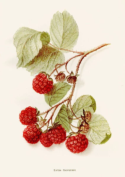 Eaton rapsberry illustration 1892