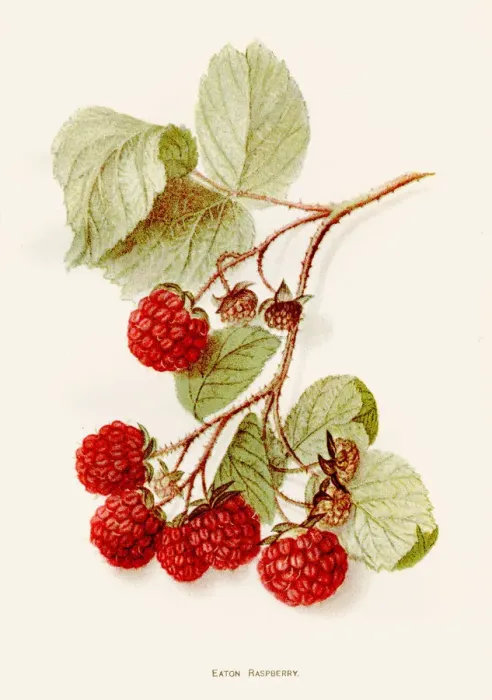 Framed Print : Eaton rapsberry illustration 1892 Framed Print : Eaton rapsberry illustration 1892