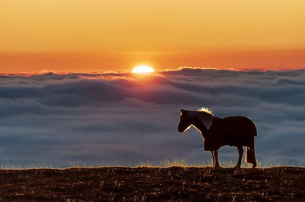 Eccles Pike horse, sunset above the fog, English Peak District