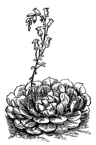 Echeveria. Illustration engraving of a Echeveria