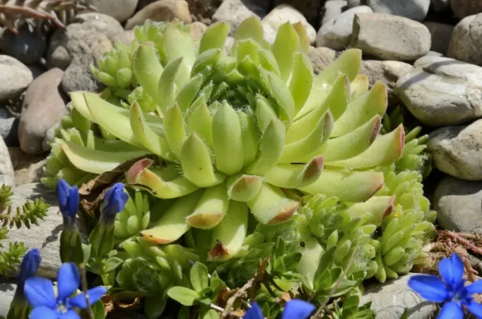 Framed Print : Echeveria -Echeveria minima-, succulent plant with hairy leaves, in a rock garden Framed Print : Echeveria -Echeveria minima-, succulent plant with hairy leaves, in a rock garden
