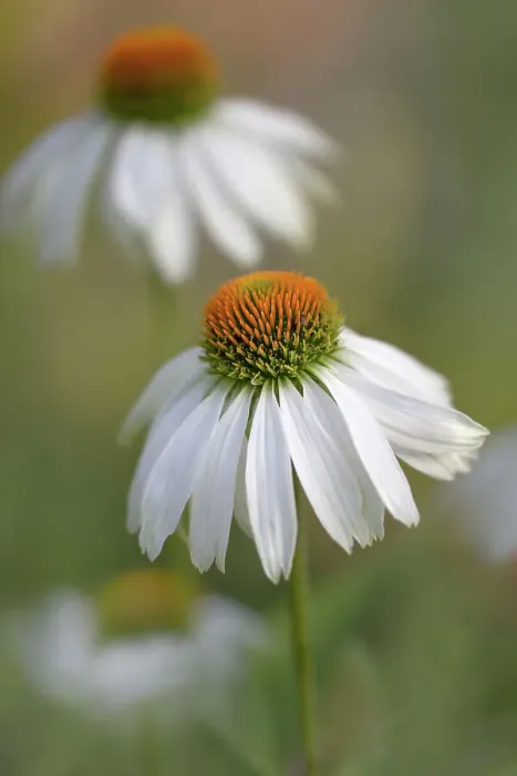 Framed Print : Echinacea flowers Framed Print : Echinacea flowers