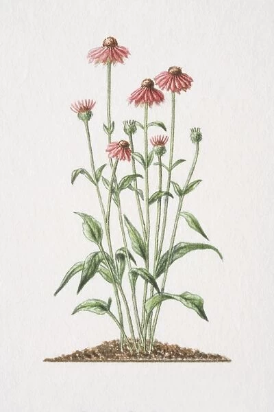 Echinacea angustifolia, flowering medicinal plant