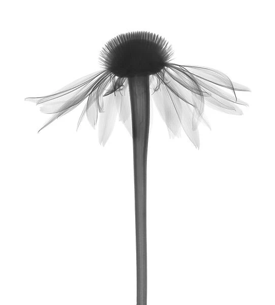Echinacea (Echinacea purpurea), X-ray