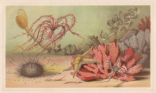 Echinoderm, lithograph, published in 1868
