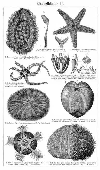 Framed Print : Echinoderm marine animals engraving 1895