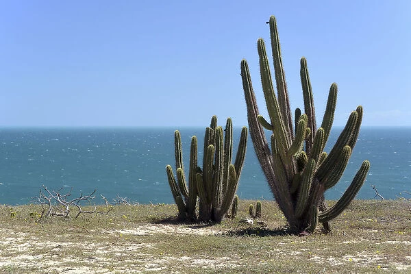 Echinopsis cactus -Echinopsis sp. - on the beach, Jijoca de Jericoacoara, Ceara, Brazil