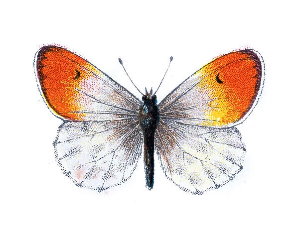 Echloe Cardamines, Orange tip butterfly