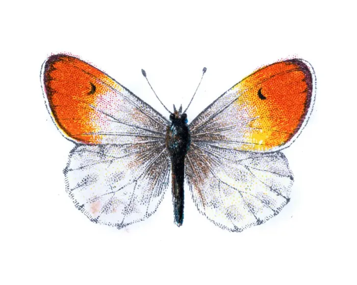 Framed Print : Echloe Cardamines, Orange tip butterfly Framed Print : Echloe Cardamines, Orange tip butterfly