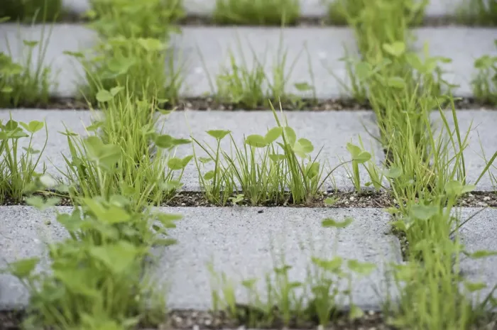 Framed Print : Eco-friendly paving of a parking lot with clover and grass, Germany Framed Print : Eco-friendly paving of a parking lot with clover and grass, Germany