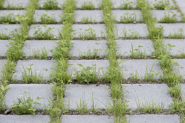 Eco-friendly paving of a parking lot with clover and grass, Germany