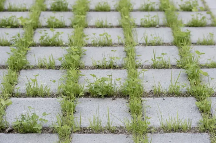 Framed Print : Eco-friendly paving of a parking lot with clover and grass, Germany Framed Print : Eco-friendly paving of a parking lot with clover and grass, Germany