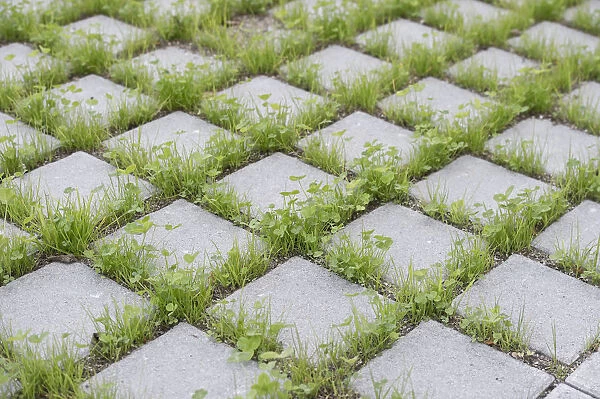 Eco-friendly paving of a parking lot with clover and grass, Germany
