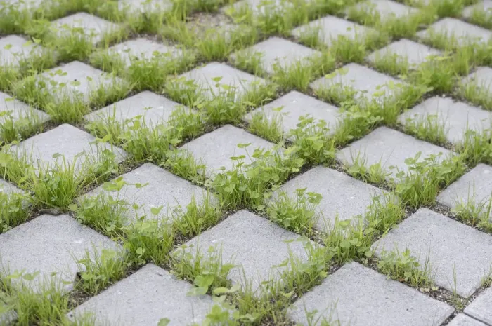 Framed Print : Eco-friendly paving of a parking lot with clover and grass, Germany Framed Print : Eco-friendly paving of a parking lot with clover and grass, Germany