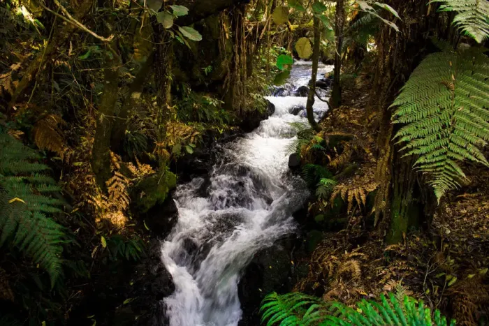 Framed Print : Eco Tours at Daintree National Park Framed Print : Eco Tours at Daintree National Park