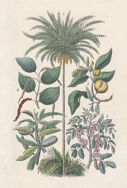 Economic plants, hand-colored lithograph, published in 1880