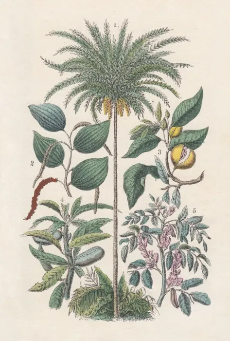 Framed Print : Economic plants, hand-colored lithograph, published in 1880