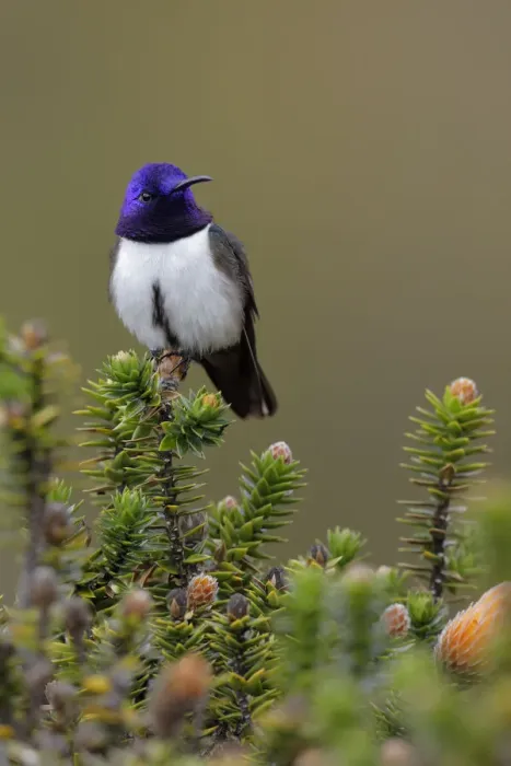 Framed Print : Ecuadorian Hillstar (Oreotrochilus chimborazo) Framed Print : Ecuadorian Hillstar (Oreotrochilus chimborazo)