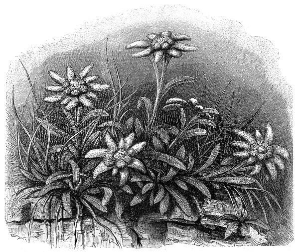 Edelweiss flower (Leontopodium alpinum)