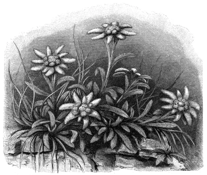 Framed Print : Edelweiss flower (Leontopodium alpinum) Framed Print : Edelweiss flower (Leontopodium alpinum)