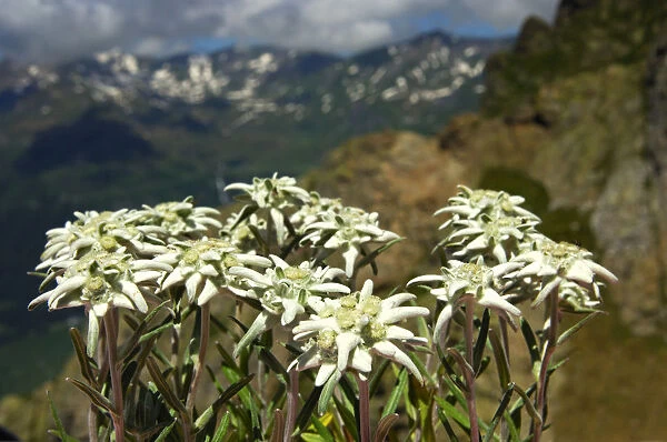 Edelweiss (Leontopodium alpinum Cass. )