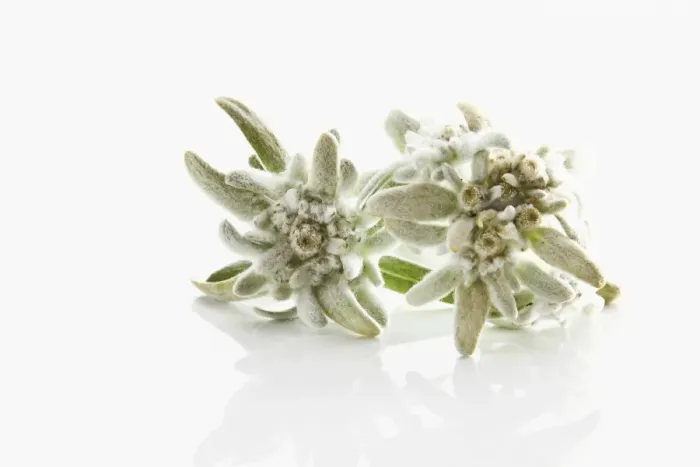Framed Print : Edelweiss (Leontopodium alpinum nivale subsp. Alpinum Basionym Leontopodium) Framed Print : Edelweiss (Leontopodium alpinum nivale subsp. Alpinum Basionym Leontopodium)