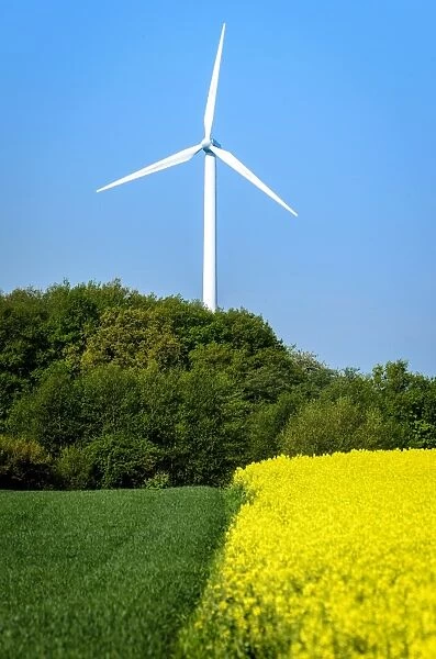 Edge of a field of blooming canola -Brassica napus-, wind turbine, East Holstein, Schleswig-Holstein, Germany