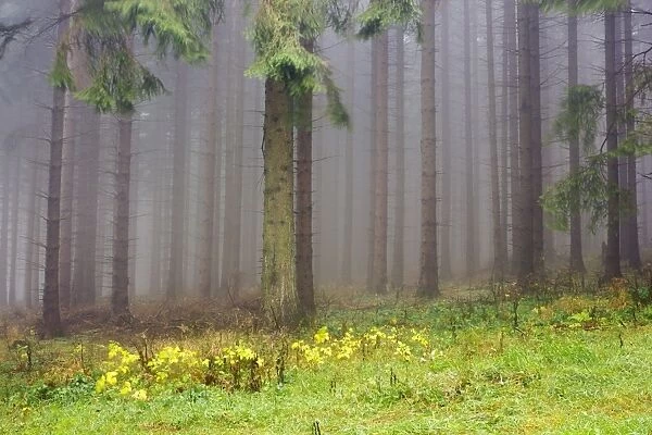 Edge of the spruce forest, Jeseniky Protected Landscape Area, Jesenik district, Olomoucky region, Czech Republic