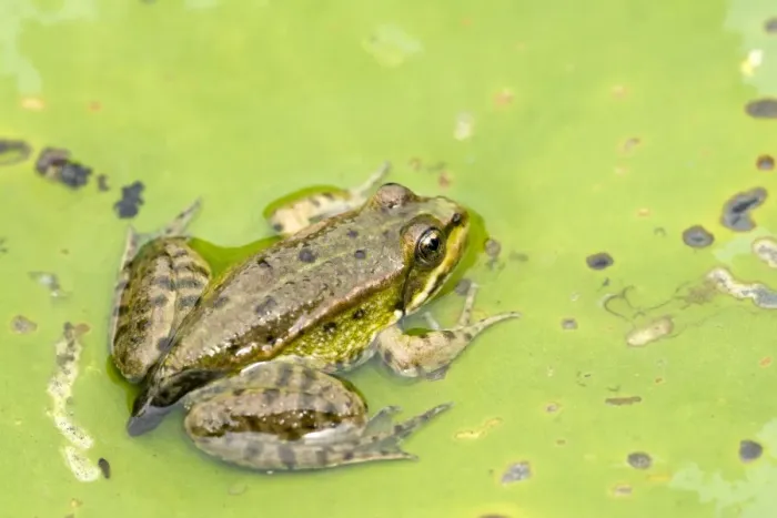 Framed Print : Edible Frog -Rana esculenta-, young, perched on a floating leaf, Burgenland, Austria Framed Print : Edible Frog -Rana esculenta-, young, perched on a floating leaf, Burgenland, Austria