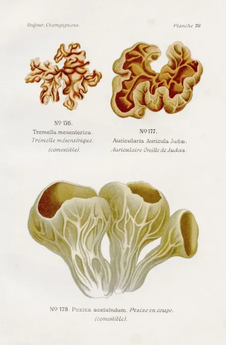 Framed Print : Edible mushrooms 1891 Framed Print : Edible mushrooms 1891