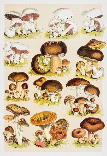Edible Mushrooms Antique Chromolithograph 1884
