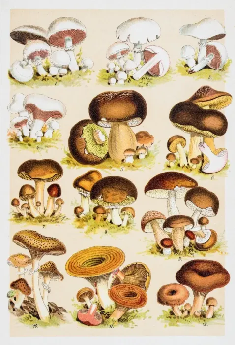 Framed Print : Edible Mushrooms Antique Chromolithograph 1884 Framed Print : Edible Mushrooms Antique Chromolithograph 1884