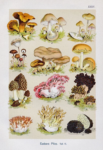 Edible Mushrooms Chromolithography 1899